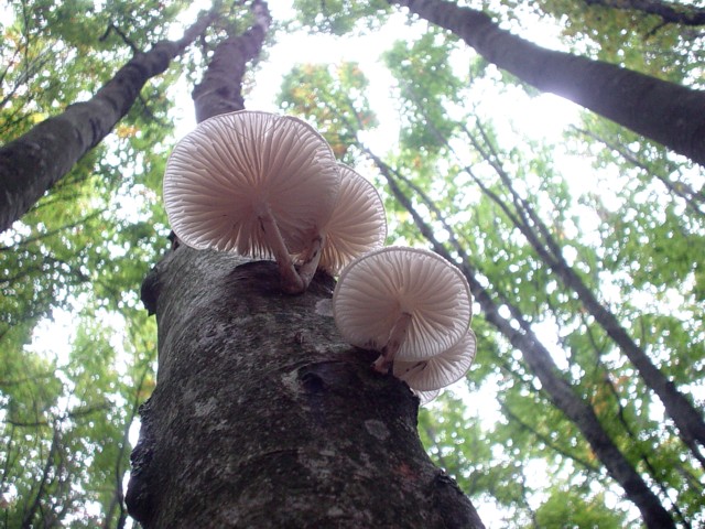 un p� di tempo f� !